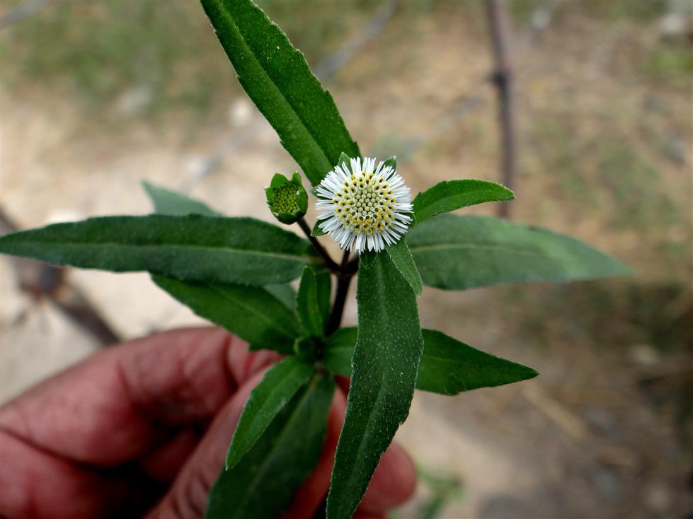 Eclipta prostrata